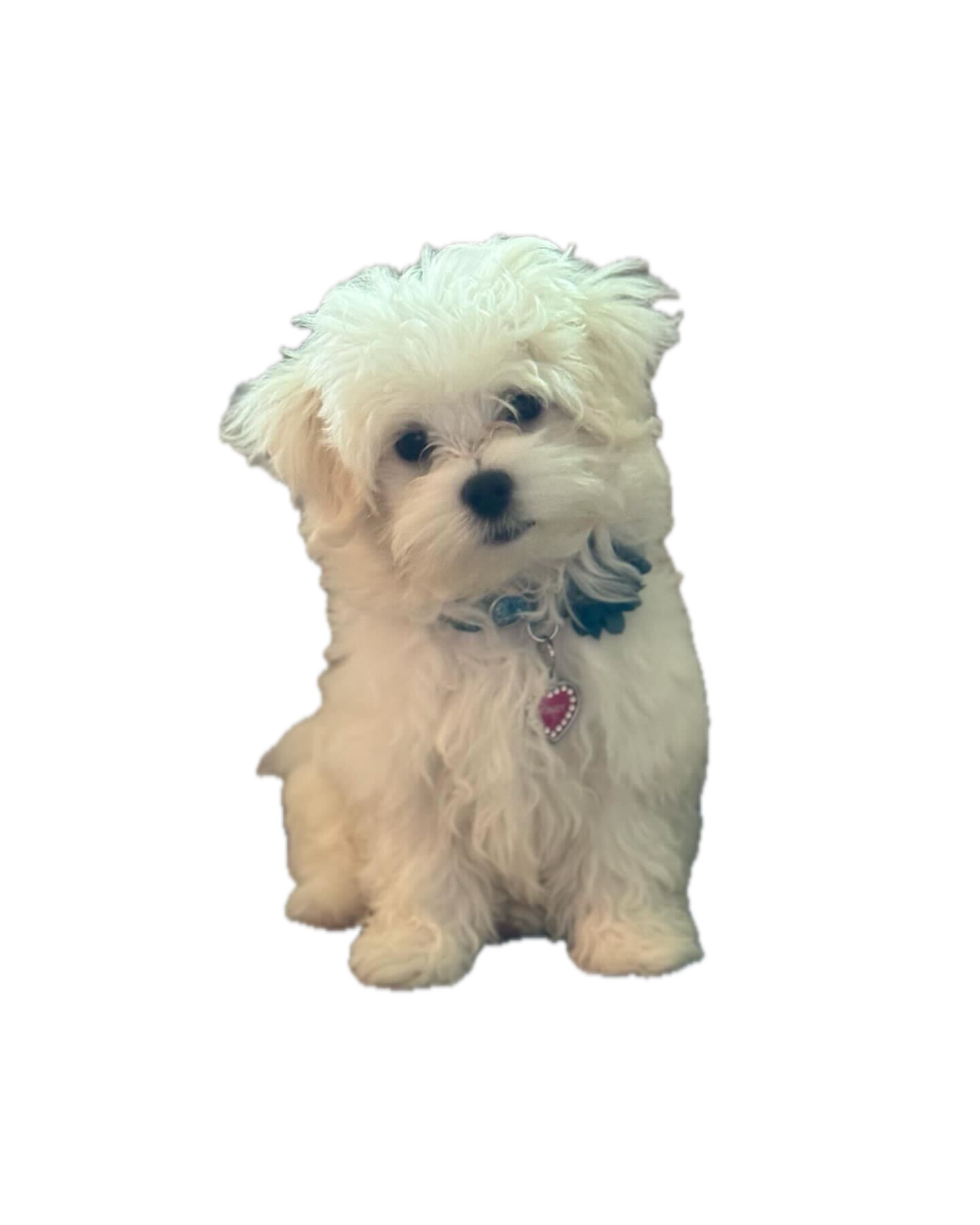Honey, Ileanell's dog